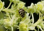 Micraspis 16-punctata | Ladybird species